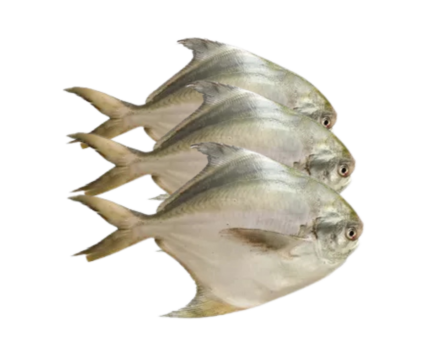 Rup Chanda/Silver Pomfret – 800g