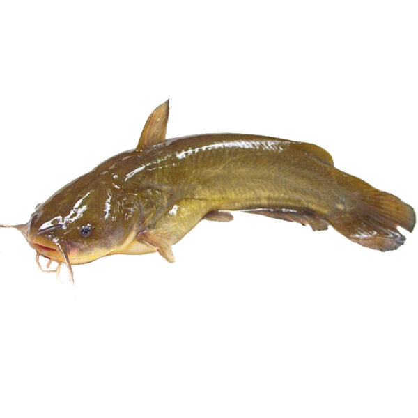 Magur / Catfish Whole 800g (Thailand) - Image 1
