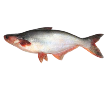 Pangush Fish – 800g