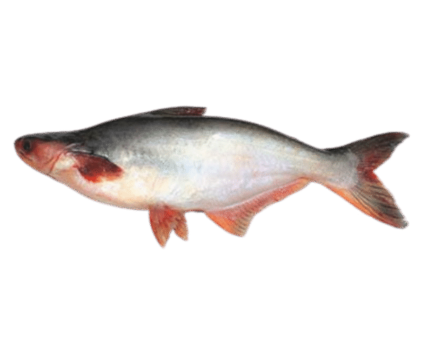 Pangush Fish – 800g - Image 1