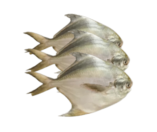 Rup Chanda/Silver Pomfret – 800g - Image 1