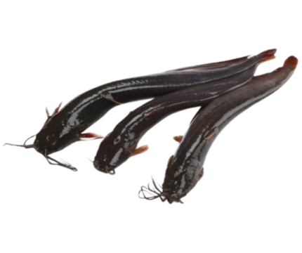 Shing Fish – 600g