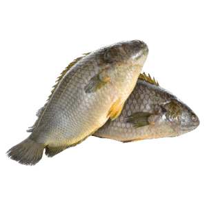 Climbing Perch Fish – 500g