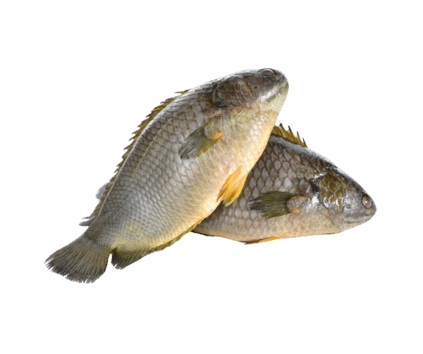 Climbing Perch Fish – 500g - Image 1