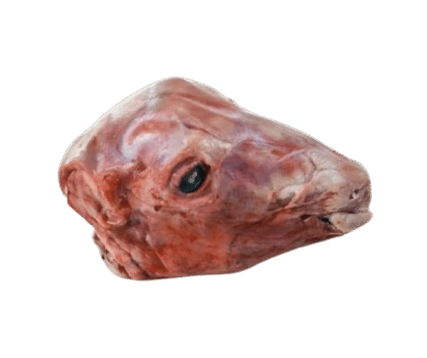 Goat Head - Image 1