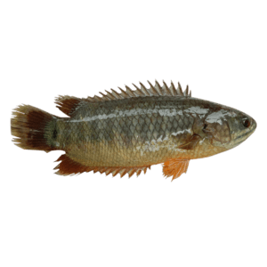 Desi Koi (Climbing Perch) – 10–12 Pieces