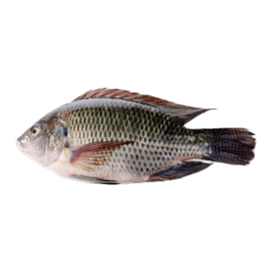 Tilapia Whole – (400–500)g