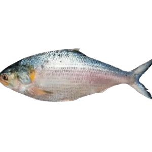 Hilsa/Ilish Machh Whole – 1kg –1.2kg