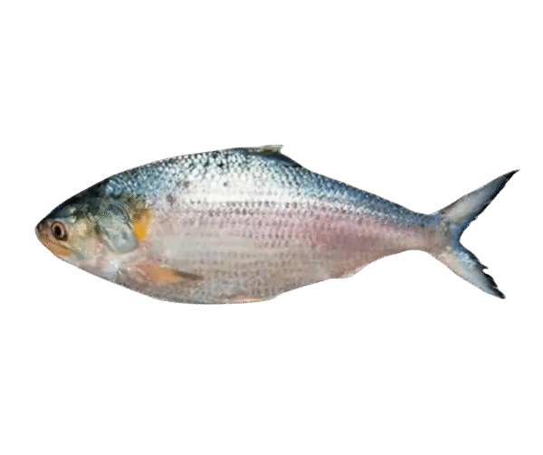 Hilsa/Ilish Machh Whole – 1kg –1.2kg - Image 1