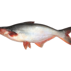 Pangush Fish – 800g