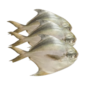 Rup Chanda/Silver Pomfret – 800g