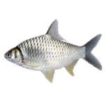 Sorputi Fish – 500g