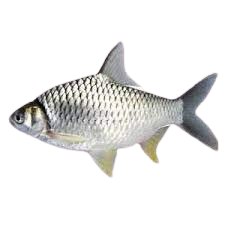 Sorputi Fish – 500g