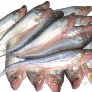 Pabda Fish Block (Medium Size) 500gm